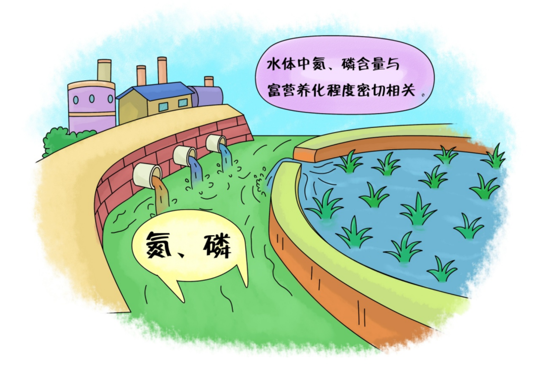 如何減少水體中氮、磷污染的含量